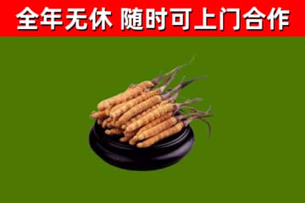 纳溪区回收冬虫夏草
