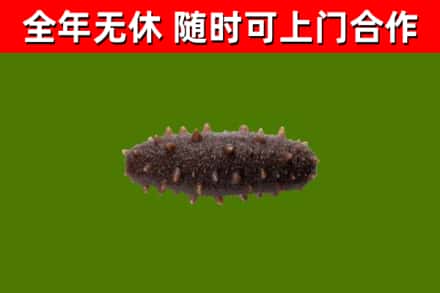 纳溪区回收海参干
